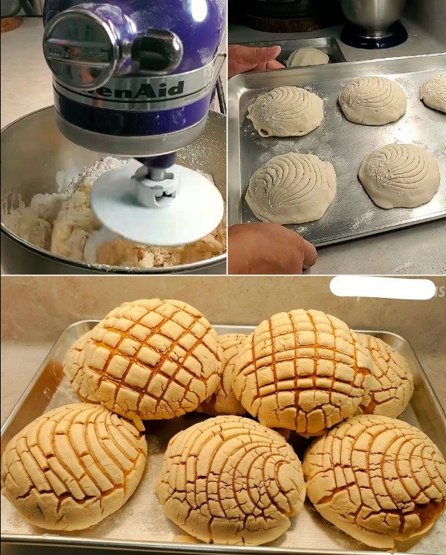 COQUILLAGES MEXICAINS 